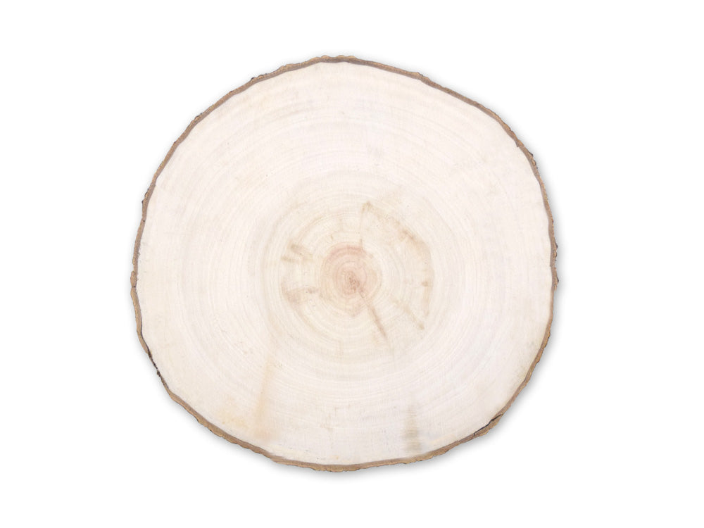 Craftwood: 18cm-20cm Natural Willow Slice 2cm(T)