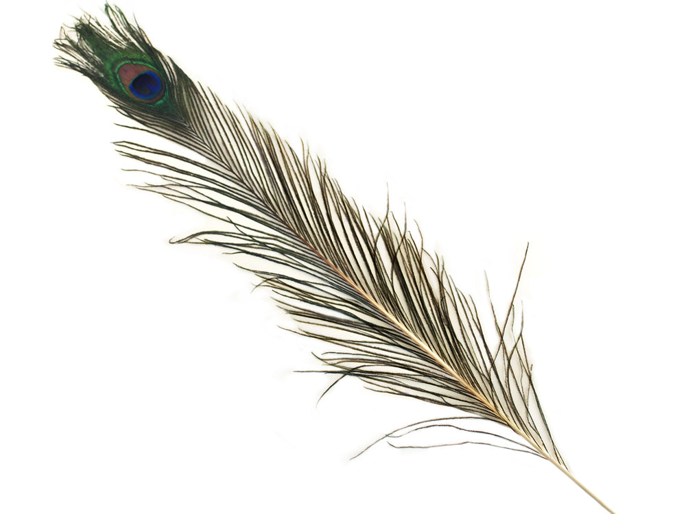 Feather Craft: 31"-35" Real Peacock Feather