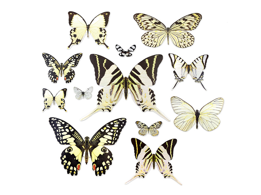 Paper Craft Embellishment: Butterfly Die Cuts w/Foil Accents x33 D) White